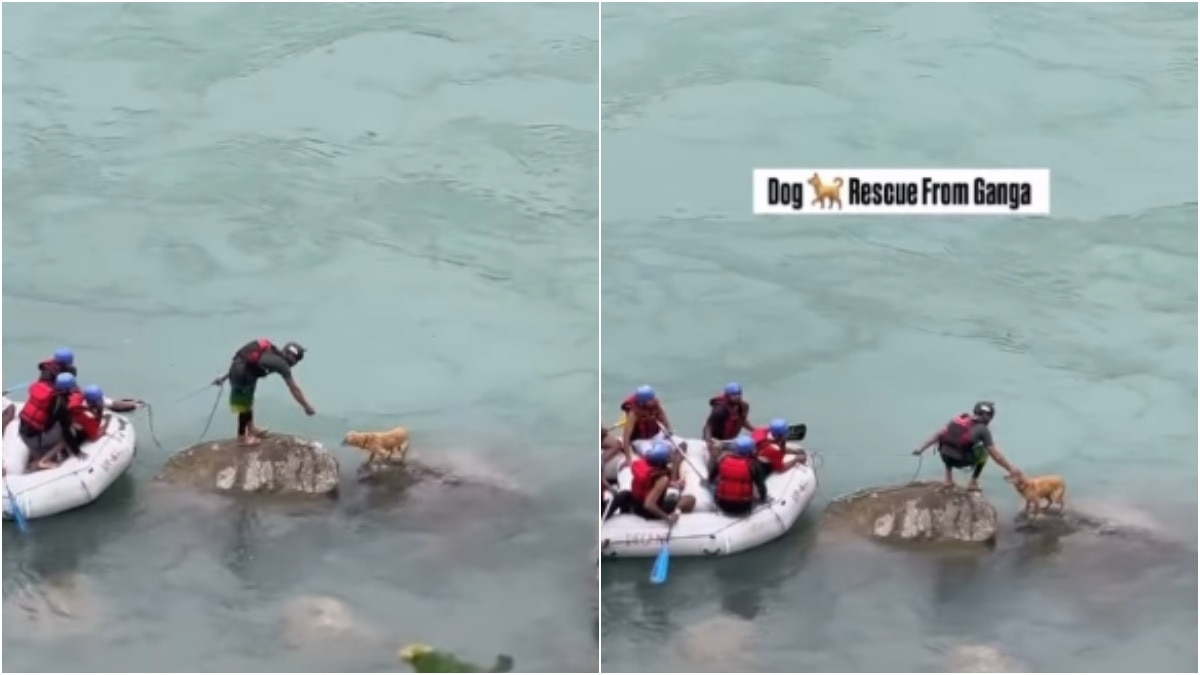Stray dog stranded in Ganga rescued by raft operator