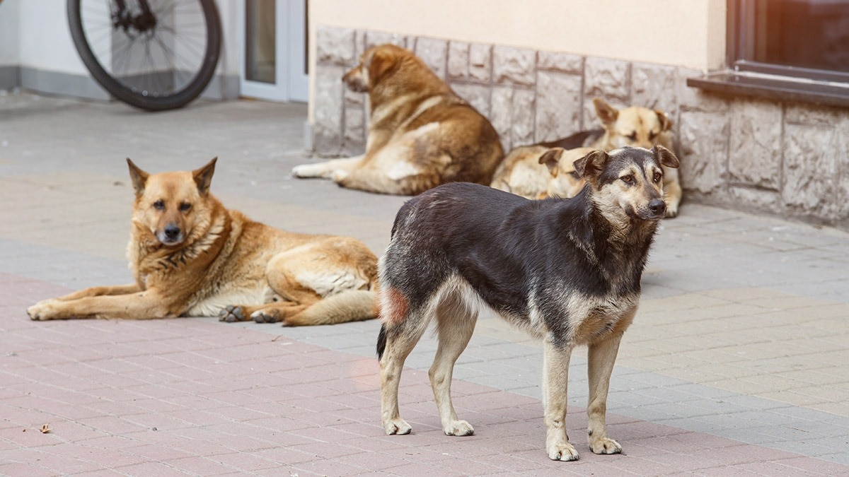 File photo used for representational purposes