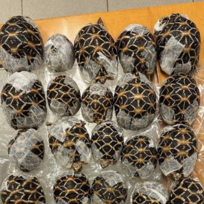 Taiwanese teen caught smuggling 30 tortoises under her clothes at Thai airport