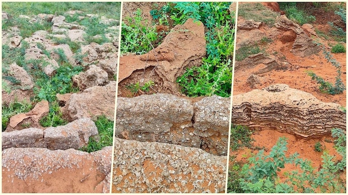 The site of the Thoothukudi fossil. (Photo: X/@byadavbjp) Thoothukudi fossil