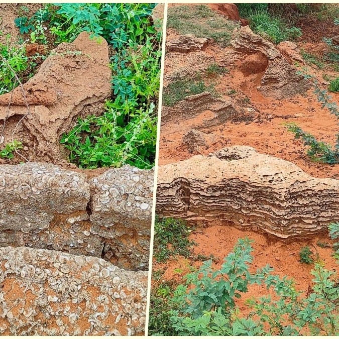 Fossil unearthed by rains in Tamil Nadu turns out to be ancient relic
