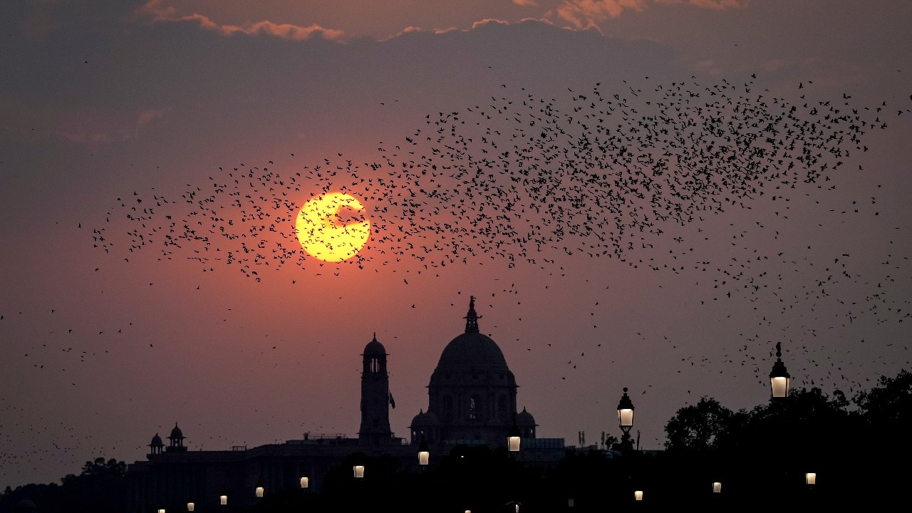 What makes thousands of birds fly as one? Delhi's sky has the answer