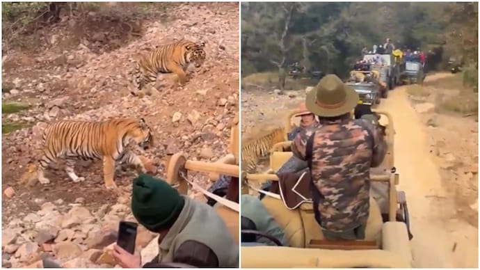 A video showing safari jeeps crowding two tigers has sparked a debate online. (Photo: X) tiger