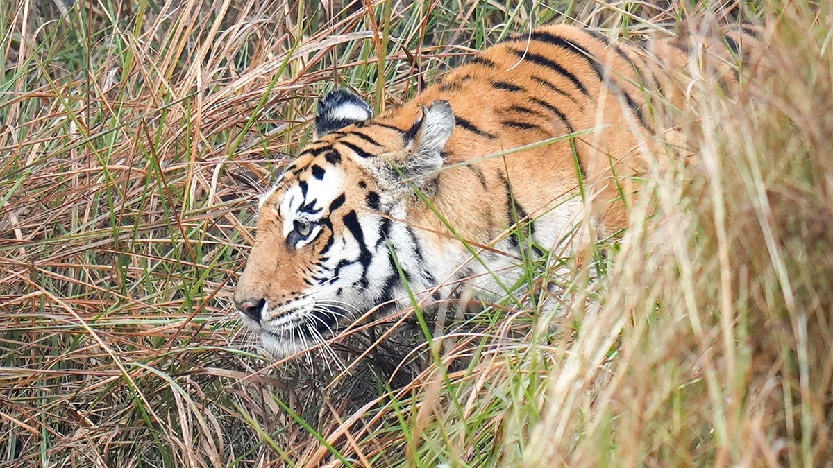 Did a tigress kill villager in MP's Shivpuri? Rare man-animal conflict explained