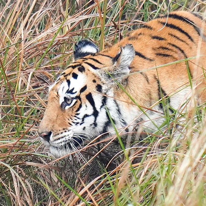 Did a tigress kill villager in MP’s Shivpuri? Rare man-animal conflict explained