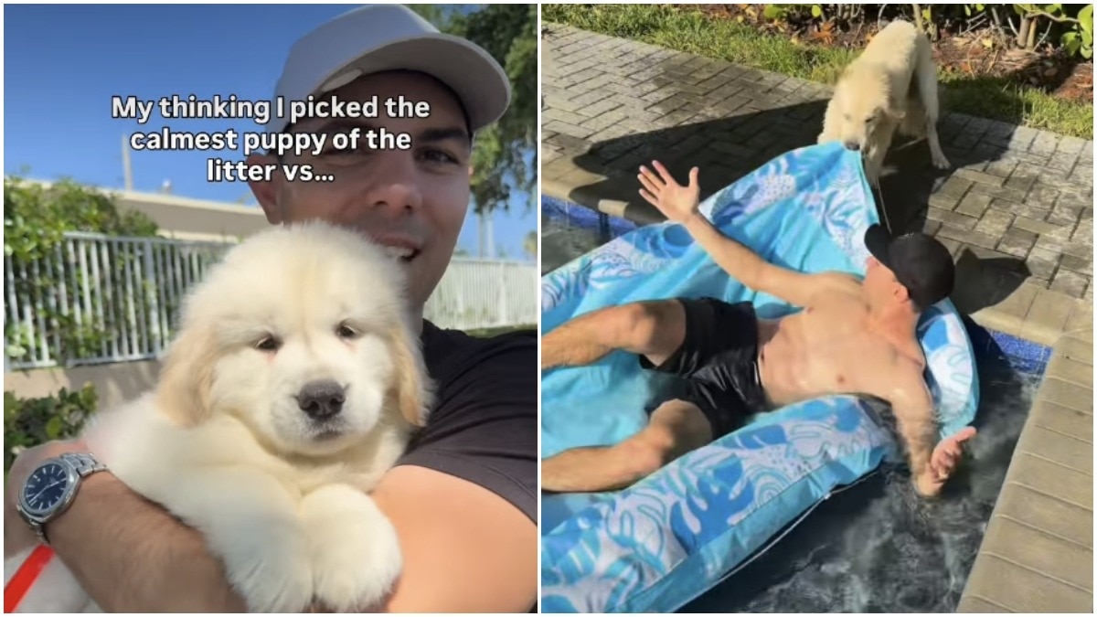 US man shares how his well-behaved, calm puppy turned out. Pet owners can relate