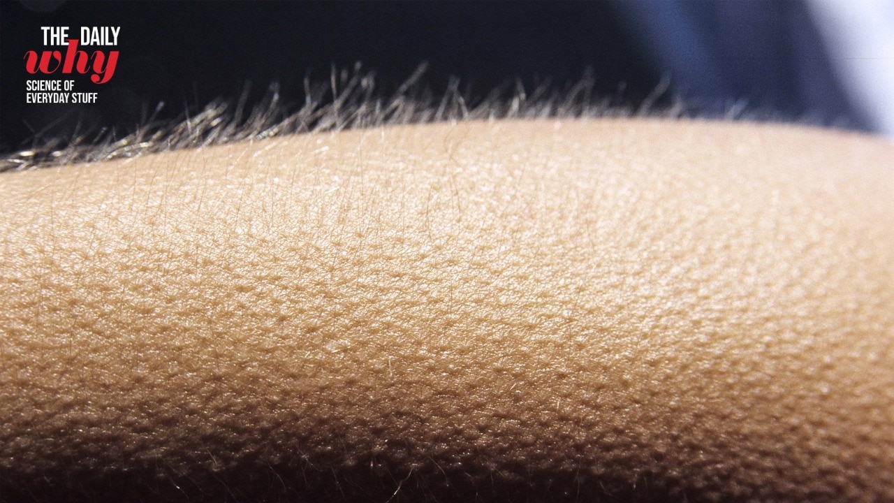 Ever wondered why you get goosebumps? There is hidden science behind it