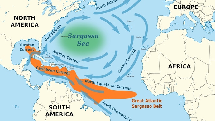 The Sargasso Sea is the only sea on Earth without a coastline, defined by ocean currents instead of land. Located in the Atlantic Ocean, it is filled with floating seaweed and rich marine life. (Photo: Wikimedia Commons) Why the Sargasso Sea is the only sea without a coastline