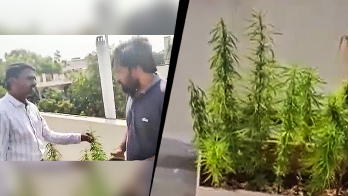 Ganja-addict techie loses job, grows cannabis plant at home; arrested