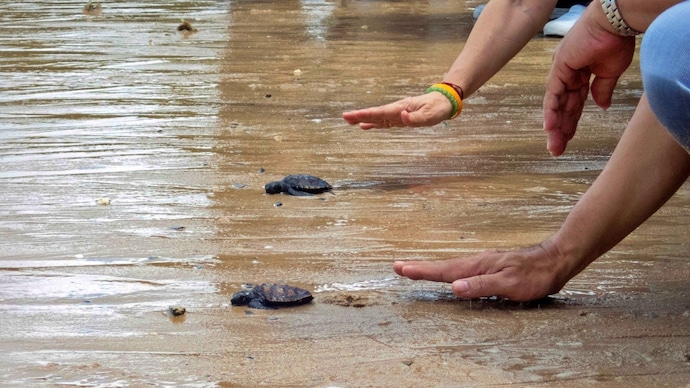 Newly born Olive Ridley turtles make their way towards the ocean. (Photo: Reuters) 2,29,000 eggs on Tamil Nadu beaches: How many Olive Ridley turtles survived?