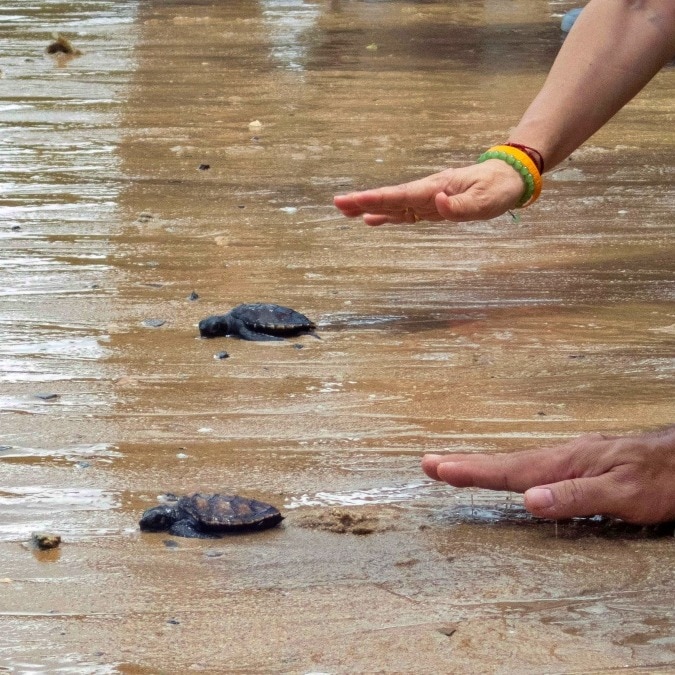 2,29,000 eggs collected: How many Olive Ridley hatchlings survived?