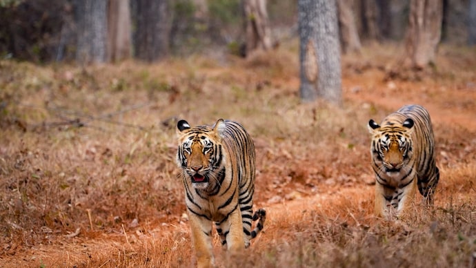 Two tigers are pictured roaming to a tiger reserve. (Photo: PTI) 28 tiger deaths in Madhya Pradesh this year: What’s killing India’s big cats?