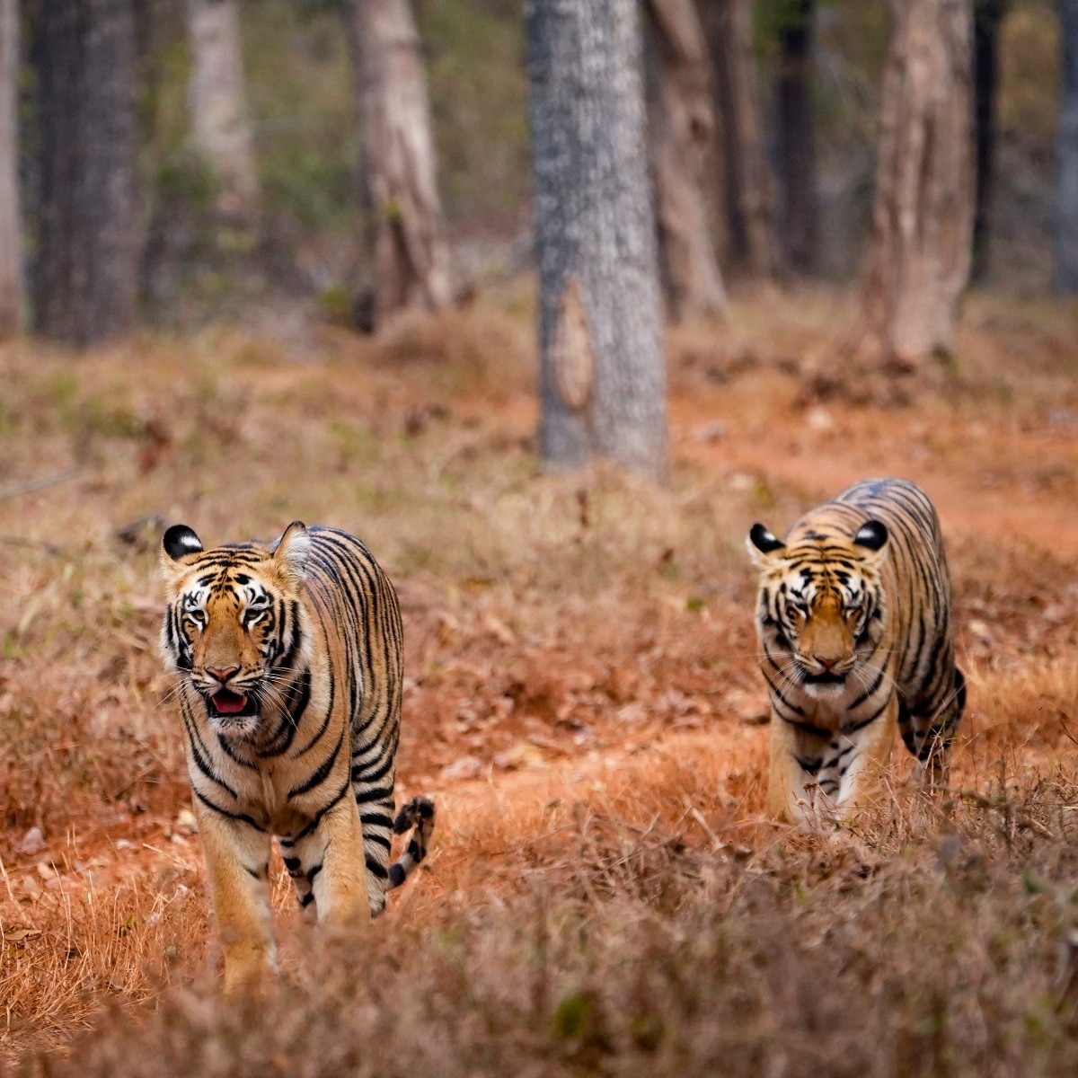Why 28 tigers have died in Madhya Pradesh in first five months of 2026?