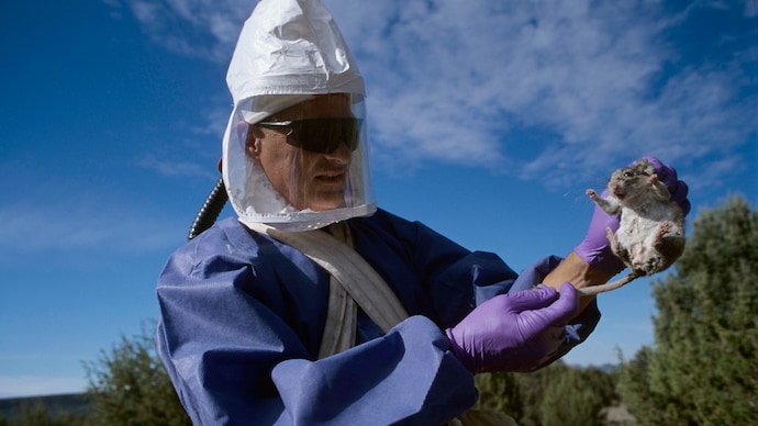 A Centers for Disease Control researcher inspects a deer mouse trapped in a study of the Hantavirus. (Photo: Getty Images) A Centers for Disease Control researcher inspects a deer mouse trapped in a study of the Hanta Virus in New Mexico.