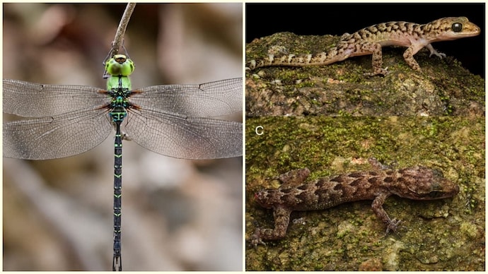 These small wins matter because many plants and animals still lack proper study. A dragonfly and a gecko show how India's conservation efforts are paying off