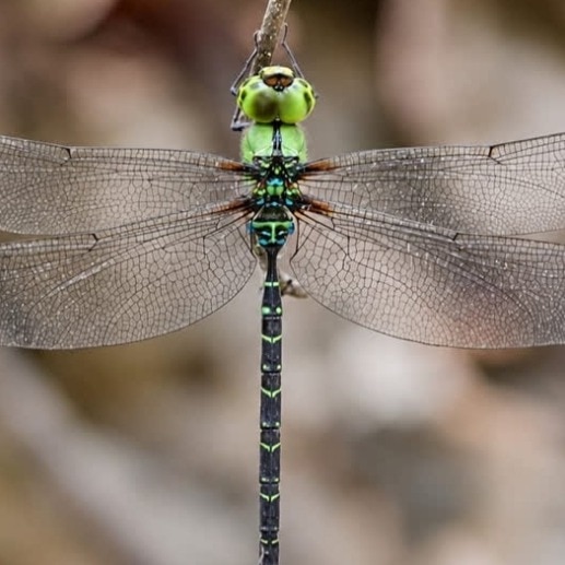 Two rare discoveries show northeast hides unexplored wildlife treasures