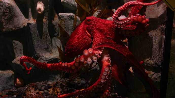 A female octopus hovers over her eggs in the deep ocean. She will not eat again until they hatch, and she will not live to see it. (Photo: Unsplash) A female octopus hovers over her eggs in the deep ocean. She will not eat again until they hatch, and she will not live to see it. (Photo: Unsplash)