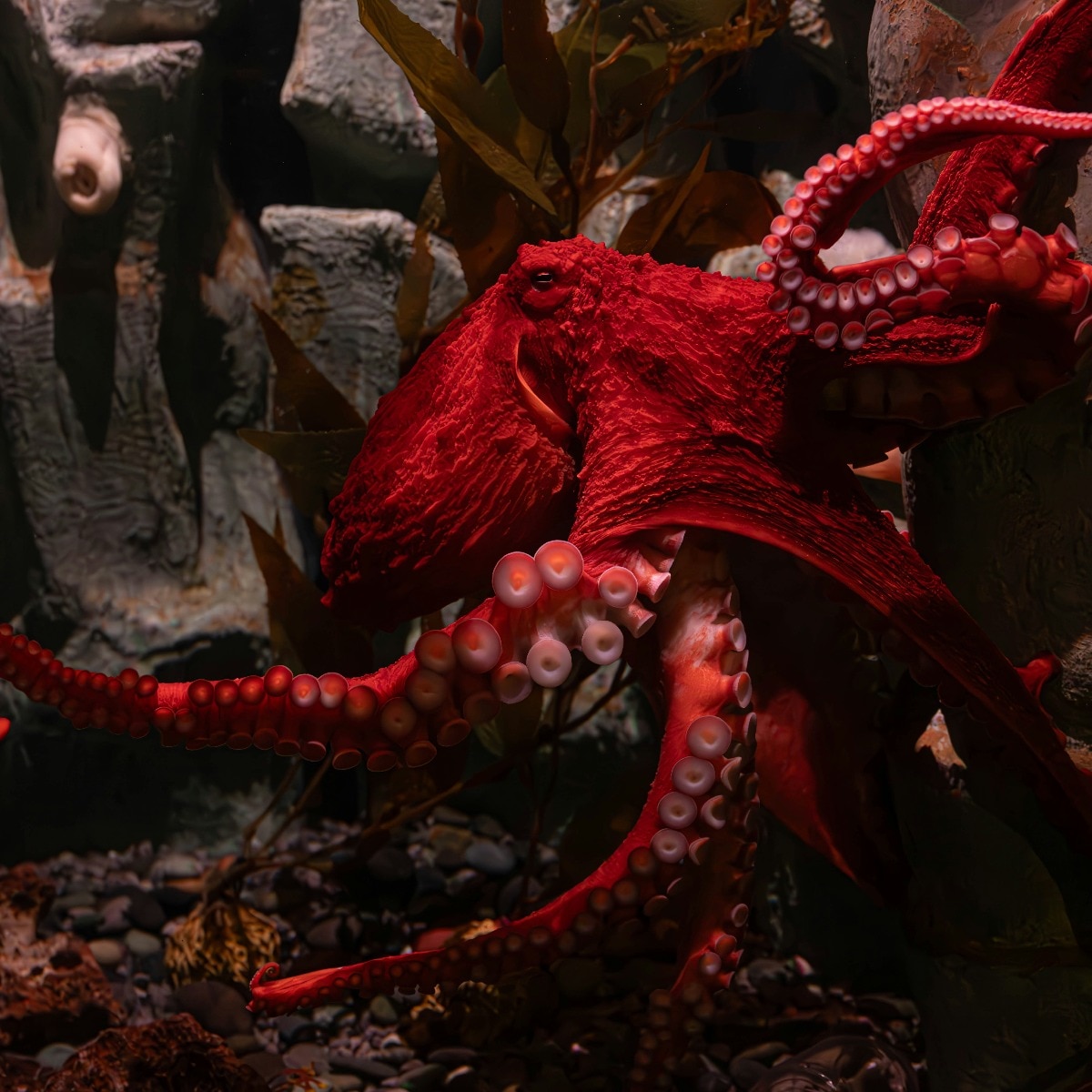 An octopus mother is born to die. Science has found out exactly why