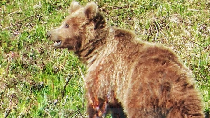 A Himalayan brown bear (Ursus arctos isabellinus) photographed in the Rakcham-Chitkul Wildlife Sanctuary, Kinnaur district, Himachal Pradesh, in May 2026. (Photo: X/@HimalayasAkhil) A Himalayan brown bear (Ursus arctos isabellinus) photographed in the Rakcham-Chitkul Wildlife Sanctuary, Kinnaur district, Himachal Pradesh, in May 2026. (Photo: X/@HimalayasAkhil)