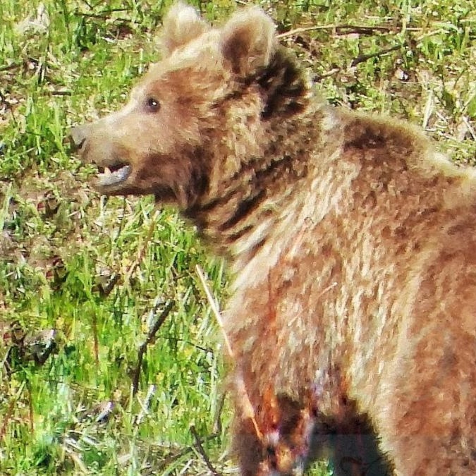 Rare Himalayan brown bear spotted in Kinnaur after seven-year gap. Watch