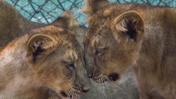 A single virus killed 28 Asiatic lions in Gir in 2018. Every wild Asiatic lion still lives in that one forest. India cannot afford to let history repeat itself. This is why Barda exists. (Photo: PTI) A single virus killed 28 Asiatic lions in Gir in 2018. Every wild Asiatic lion still lives in that one forest. India cannot afford to let history repeat itself. This is why Barda exists. (Photo: PTI)