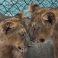A single virus killed 28 Asiatic lions in Gir in 2018. Every wild Asiatic lion still lives in that one forest. India cannot afford to let history repeat itself. This is why Barda exists. (Photo: PTI) A single virus killed 28 Asiatic lions in Gir in 2018. Every wild Asiatic lion still lives in that one forest. India cannot afford to let history repeat itself. This is why Barda exists. (Photo: PTI)