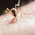 Aedes mosquitoes spread dengue through infected bites.(Image is AI generated) Aedes mosquitoes spread dengue through infected bites.(Image is AI generated)
