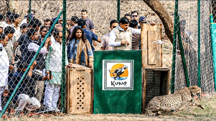After releasing the animals, the Chief Minister also toured the national park. (Screen grab: @DrMohanYadav51/X)