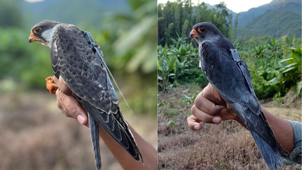 How tiny Amur falcon Alang is flying 6,000 km non-stop over Arabian Sea