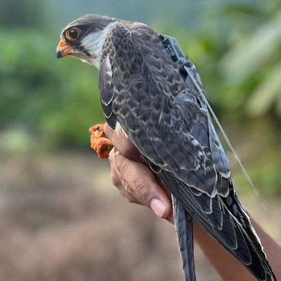 How tiny Amur falcon Alang is flying 6,000 km non-stop over Arabian Sea