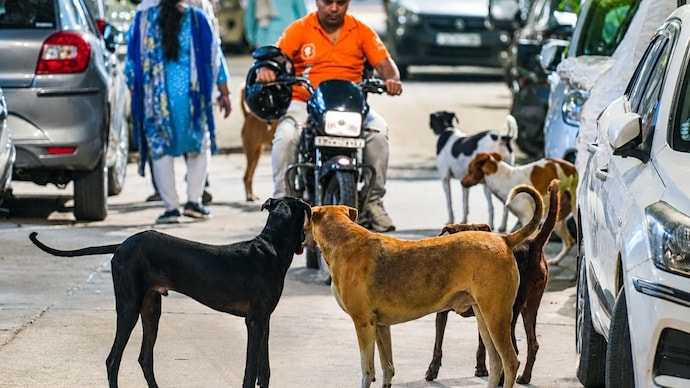 An earlier order of the Supreme Court directing blanket removal of dogs from streets had sparked massive row. (Photo: PTI) An earlier order of the Supreme Court directing blanket removal of dogs from streets had sparked massive row. (Photo: PTI)