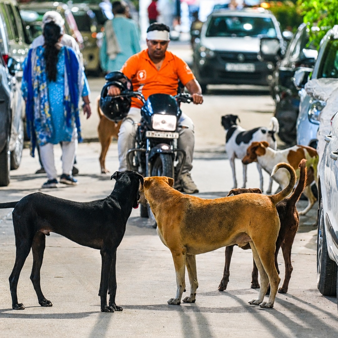 An earlier order of the Supreme Court directing blanket removal of dogs from streets had sparked massive row. (Photo: PTI)