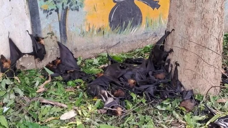 Over 700 bats, birds, and animals dead as severe heatwave hits Chhattisgarh