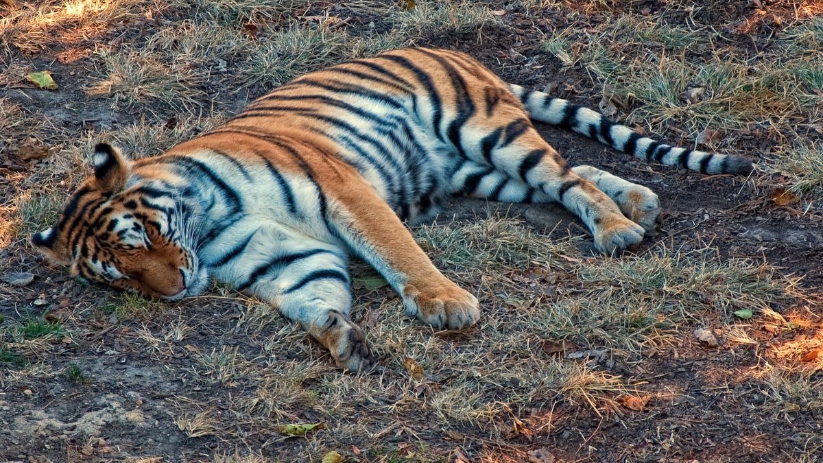How a virus carried by dogs is killing tigers in Kanha National Park