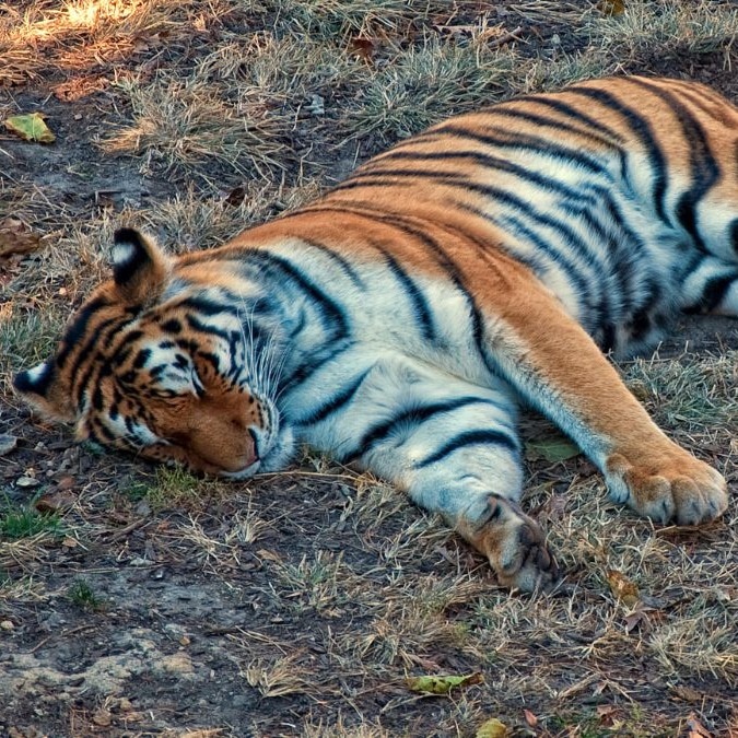 How a virus carried by dogs is killing tigers in Kanha National Park