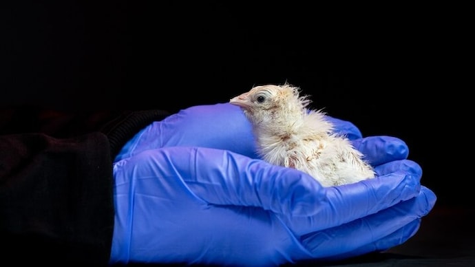 Artificial egg chicken