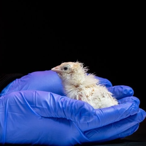 Colossal hatches 26 chicks from artificial eggs in scientific alchemy