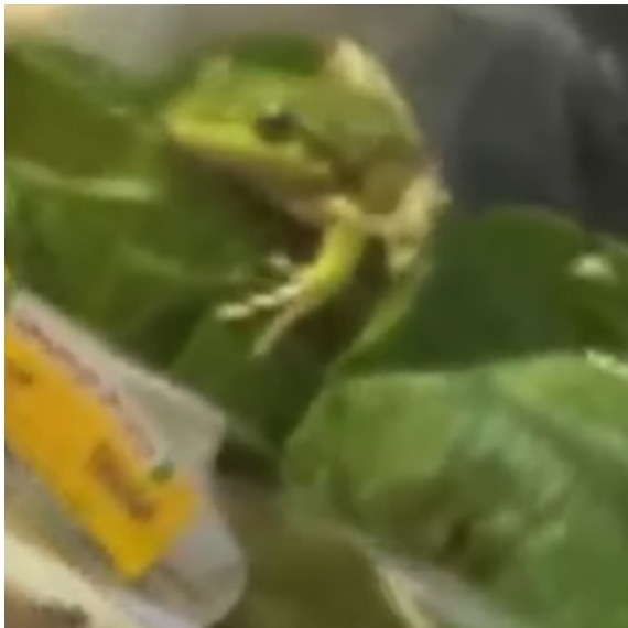 Australian couple finds frog in lettuce, but what they did next is unexpected