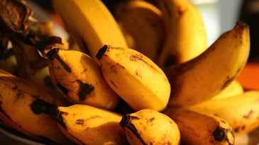 Which Indian city is known as the banana capital of India? Which Indian city is known as the banana capital of India?