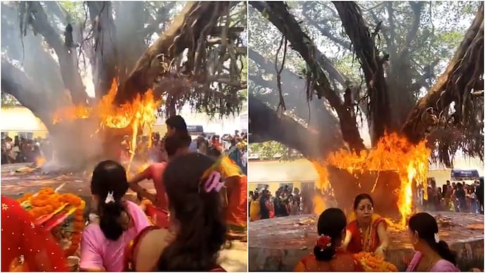 In Bihar's Fatuha region, a banyan tree caught fire during the Vrat Savitri Puja rituals. (Photo: X) Banyan tree