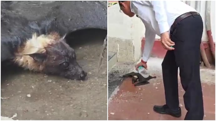 Bat falls off tree amid brutal UP heatwave, lawyers come to its aid in touching video Bat falls off tree in scorching UP heat, lawyers come to its aid in heartfelt video
