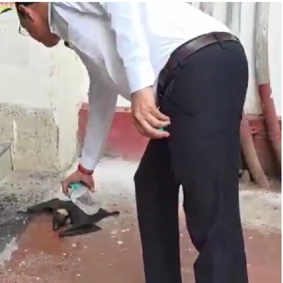 Bat falls off tree amid brutal UP heatwave, lawyers come to its aid in touching video