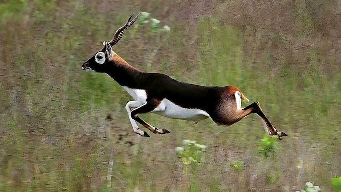 A male blackbuck sprawls across a grassland. (File Photo)