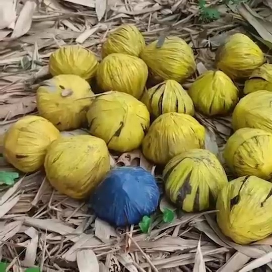 31 live bombs found stacked in a row in Bengal's Birbhum, area sealed