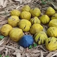 Bomb found in Birbhum Bomb found in Birbhum