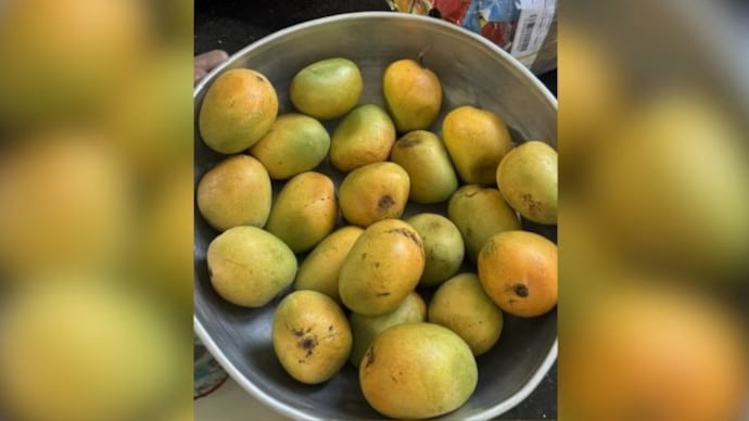 Soaking mangoes in water before eating can help remove dirt, residue and sap. boss sends mangoes, viral boss story