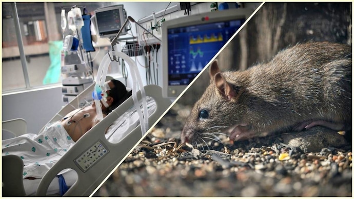 Hantavirus is a zoonotic disease that originates from rodents. (Photo: Reuters) Breathless and drowning lungs: How Hantavirus attacks the body