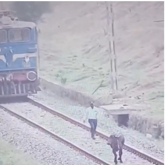 Loco pilot stops train, gets down to move buffalo off tracks in viral video