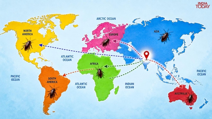 The species evolved from the Asian cockroach, Blattella asahinai, native to eastern India, Myanmar. (Photo: India Today) Cockroach spread from India