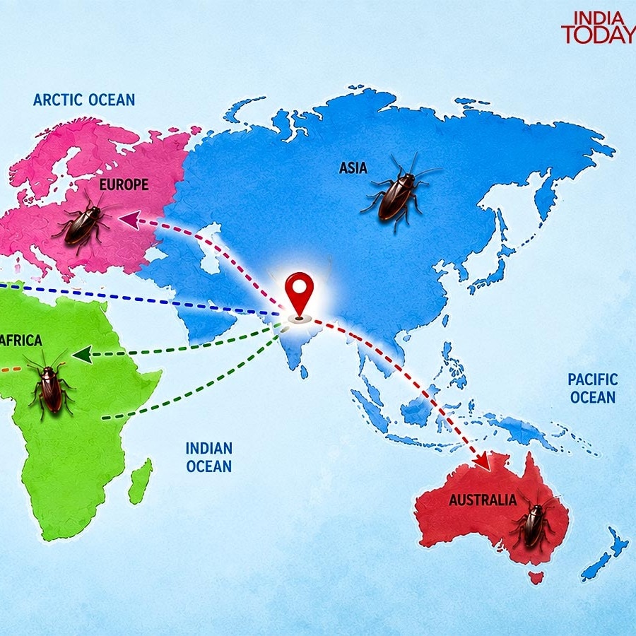 Cockroach spread from India